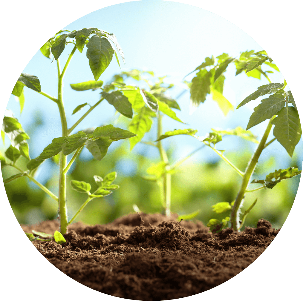 Απαιτήσεις σε θρεπτικά στοιχεία