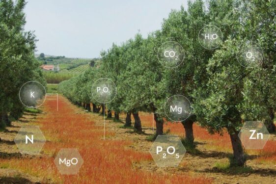 Top-dressing fertilisation