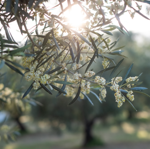 Nutrient requirements