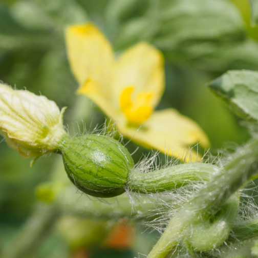 Nutrient requirements