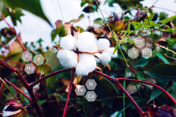 Top-dressing fertilisation