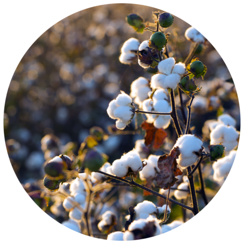 Nutrient requirements