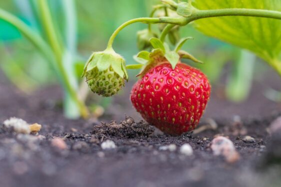 Διαφυλλικές Εφαρμογές