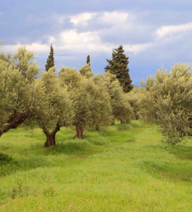 Προτάσεις για διαφυλλικές εφαρμογές στην Ελιά