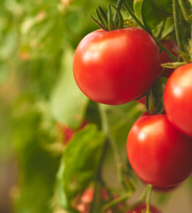 Crop recommendations